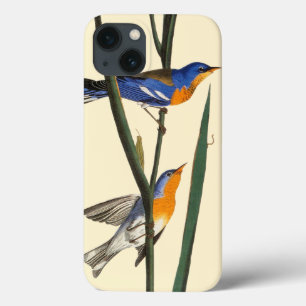Audubon: Grasmus iPhone 13 Hoesje