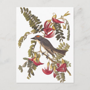 Audubon Gray Kingbird on Hummingbird Tree Briefkaart