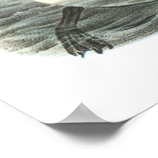 Audubon Great Auk Poster (Hoek)