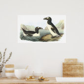 Audubon Great Auk Poster (Keuken)