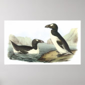 Audubon Great Auk Poster (Voorkant)