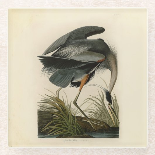 Audubon Great Blue Heron Marsh Bird Glazen Onderzetter (Voorkant)
