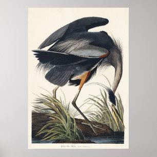 Audubon Great Blue Reiger Wetland Majesteit Poster