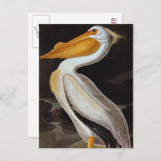Audubon: Great White Pelican Briefkaart (Voorkant / Achterkant)