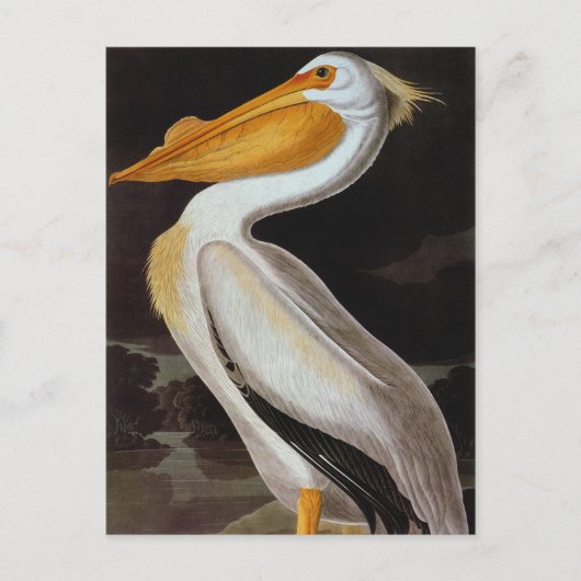 Audubon: Great White Pelican Briefkaart (Voorkant)