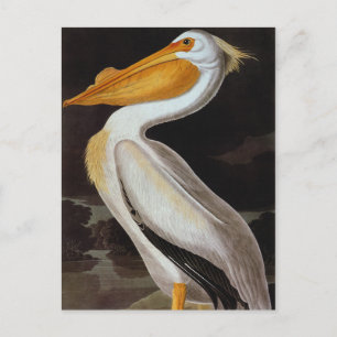 Audubon: Great White Pelican Briefkaart