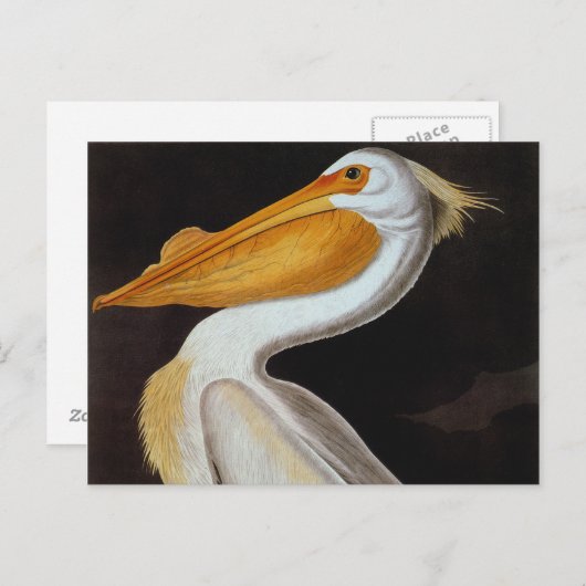 Audubon: Great White Pelican Briefkaart (Voorkant / Achterkant)