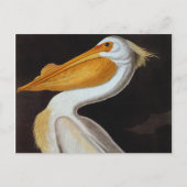 Audubon: Great White Pelican Briefkaart (Voorkant)