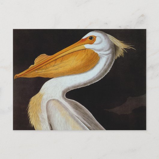 Audubon: Great White Pelican Briefkaart (Voorkant)