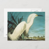 Audubon: gret briefkaart (Voorkant / Achterkant)