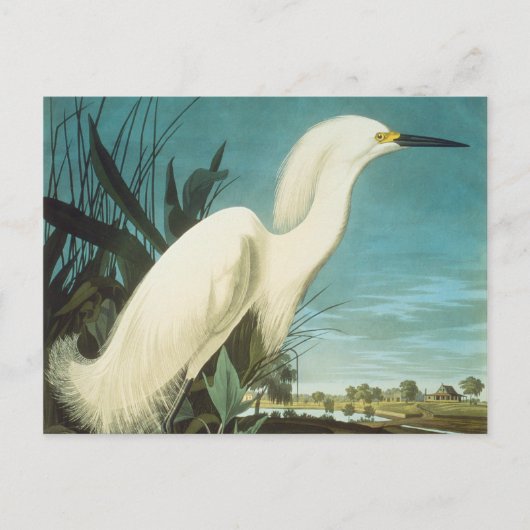 Audubon: gret briefkaart (Voorkant)