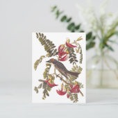 Audubon Grey Kingbird op Hummingbird Tree Briefkaart (Staand voorkant)