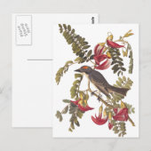 Audubon Grey Kingbird op Hummingbird Tree Briefkaart (Voorkant / Achterkant)