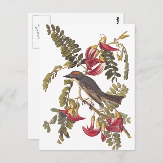 Audubon Grey Kingbird op Hummingbird Tree Briefkaart (Voorkant / Achterkant)