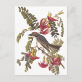 Audubon Grey Kingbird op Hummingbird Tree Briefkaart (Voorkant)