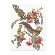 Audubon Grey Kingbird op Hummingbird Tree