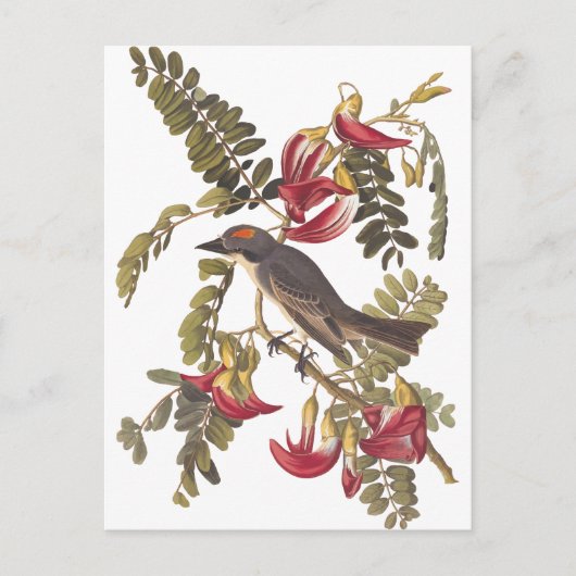 Audubon Grey Kingbird op Hummingbird Tree Briefkaart (Voorkant)