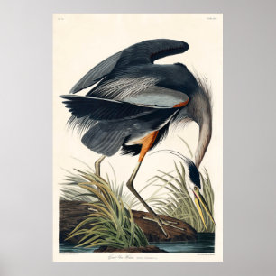 Audubon Grote Blauwe Heron 1834 Bord CCXI Poster