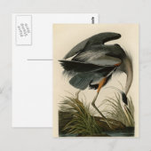 Audubon Grote Blauwe Heron moerasvogel Briefkaart (Voorkant / Achterkant)