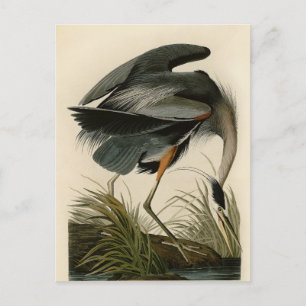 Audubon Grote Blauwe Heron moerasvogel Briefkaart