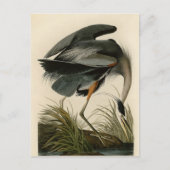 Audubon Grote Blauwe Heron moerasvogel Briefkaart (Voorkant)