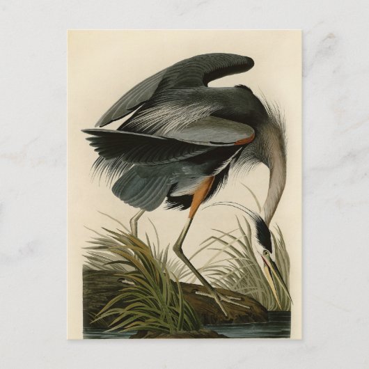 Audubon Grote Blauwe Heron moerasvogel Briefkaart (Voorkant)