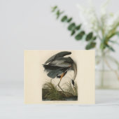 Audubon Grote Blauwe Heron moerasvogel Briefkaart (Staand voorkant)