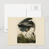 Audubon Grote Blauwe Heron moerasvogel Briefkaart (Voorkant / Achterkant)