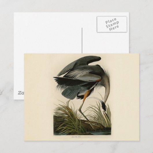 Audubon Grote Blauwe Heron moerasvogel Briefkaart (Voorkant / Achterkant)