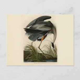 Audubon Grote Blauwe Heron moerasvogel Briefkaart