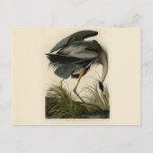 Audubon Grote Blauwe Heron moerasvogel Briefkaart (Voorkant)