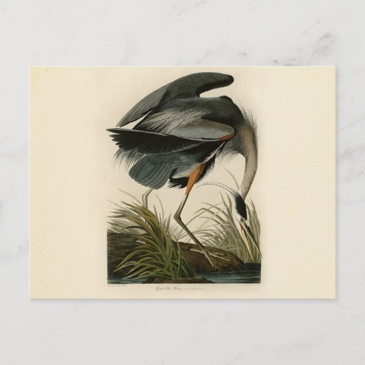Audubon Grote Blauwe Heron moerasvogel Briefkaart (Voorkant)