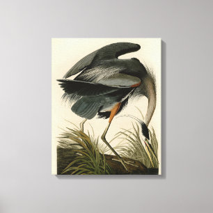 Audubon Grote Blauwe Heron moerasvogel Canvas Afdruk