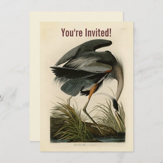 Audubon Grote Blauwe Heron moerasvogel Kaart (Voorkant / Achterkant)