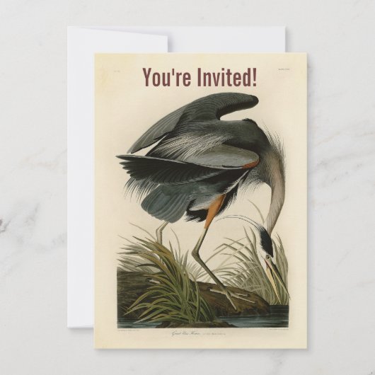 Audubon Grote Blauwe Heron moerasvogel Kaart (Voorkant)