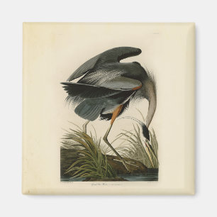 Audubon Grote Blauwe Heron moerasvogel Magneet
