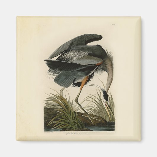 Audubon Grote Blauwe Heron moerasvogel Magneet (Voorkant)