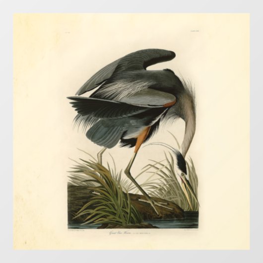 Audubon Grote Blauwe Heron moerasvogel Raamsticker (Vel)
