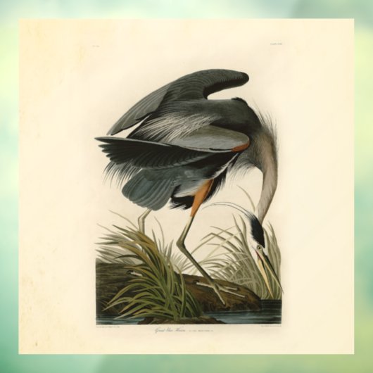 Audubon Grote Blauwe Heron moerasvogel Raamsticker (Vel 3)