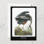 AUDUBON / grote blauwe reiger Briefkaart (Voorkant / Achterkant)