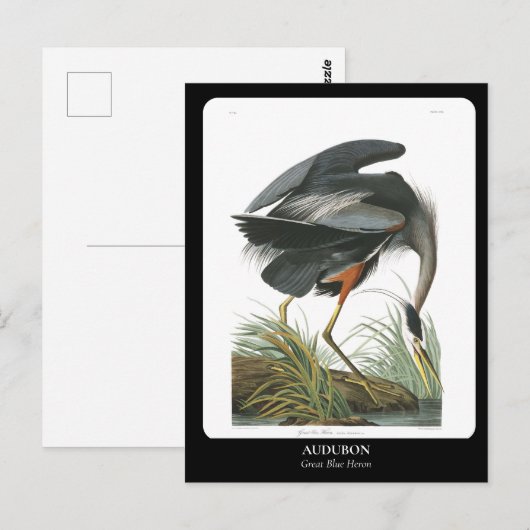 AUDUBON / grote blauwe reiger Briefkaart (Voorkant / Achterkant)