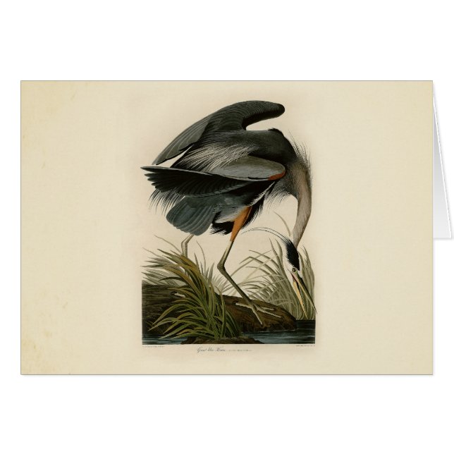 Audubon Grote Blauwe Reiger Moeras Vogel (Voorkant Horizontaal)
