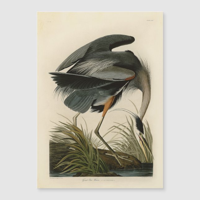 Audubon Grote Blauwe Reiger Moeras Vogel (Voorkant)