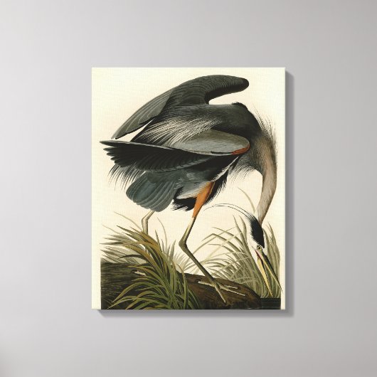 Audubon Grote Blauwe Reiger Moeras Vogel Canvas Afdruk (Voorkant)