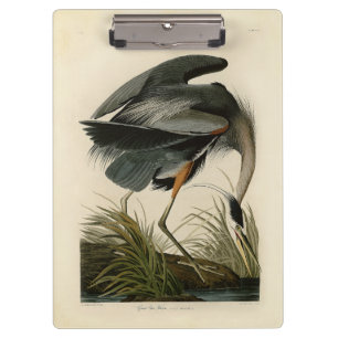 Audubon Grote Blauwe Reiger Moeras Vogel Klembord