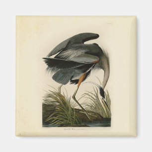 Audubon Grote Blauwe Reiger Moeras Vogel Magneet