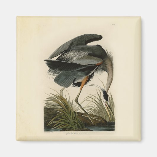 Audubon Grote Blauwe Reiger Moeras Vogel Magneet (Voorkant)
