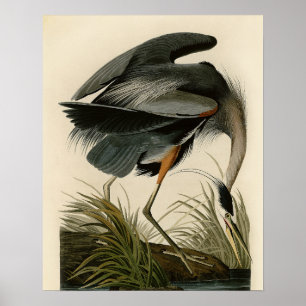 Audubon Grote Blauwe Reiger Moeras Vogel Poster