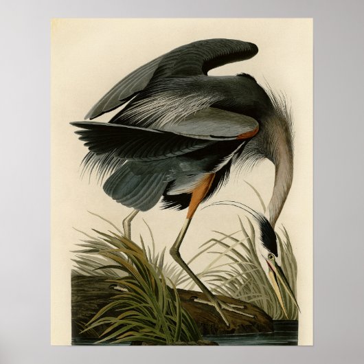 Audubon Grote Blauwe Reiger Moeras Vogel Poster (Voorkant)