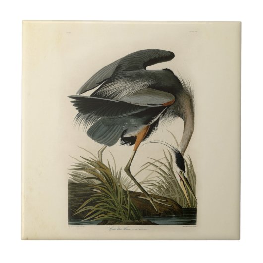 Audubon Grote Blauwe Reiger Moeras Vogel Tegeltje (Voorkant)